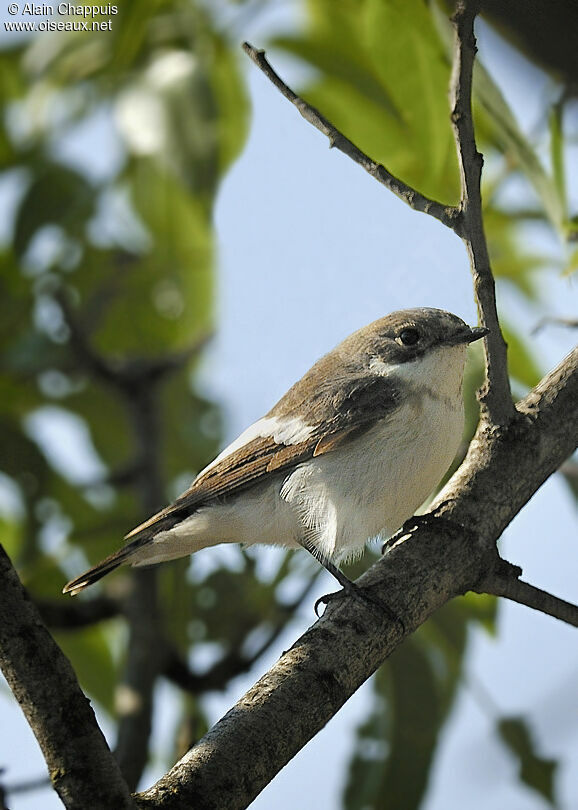 European Pied Flycatcher male adult post breeding, identification, Behaviour