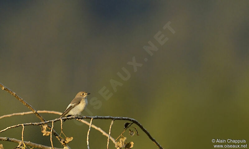 European Pied Flycatcher, identification, Behaviour