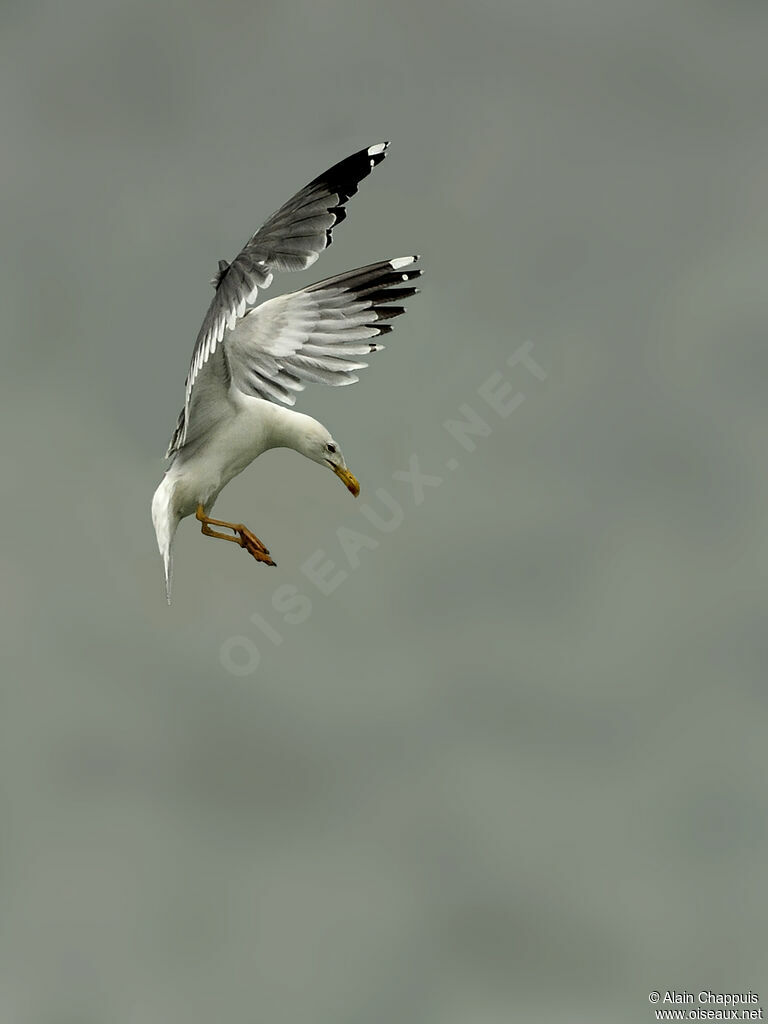 Goéland leucophéeadulte, Vol, pêche/chasse