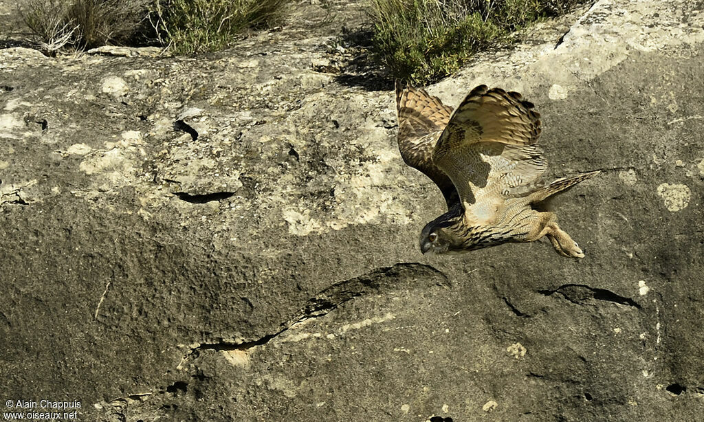 Eurasian Eagle-Owladult, identification, Flight, Behaviour