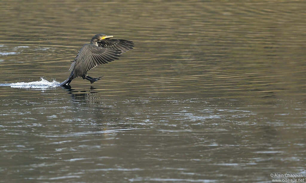 Great Cormorantimmature, Flight