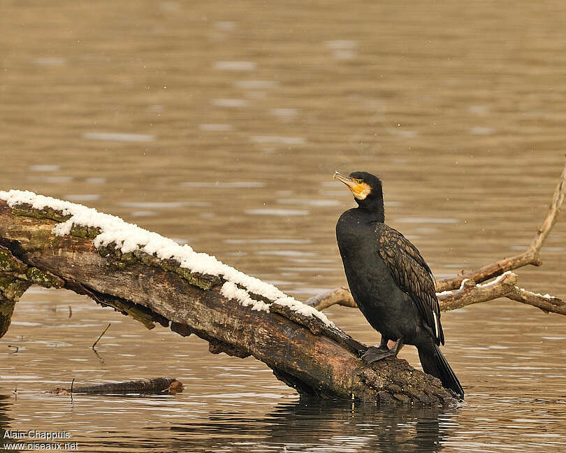 Great Cormorant male adult post breeding, Behaviour