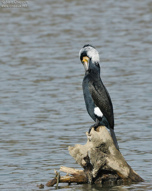 Great Cormorant male adult breeding, identification, Behaviour