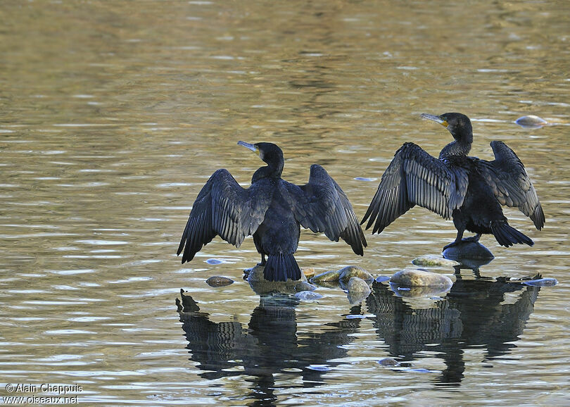 Grand Cormoranadulte, identification, Comportement