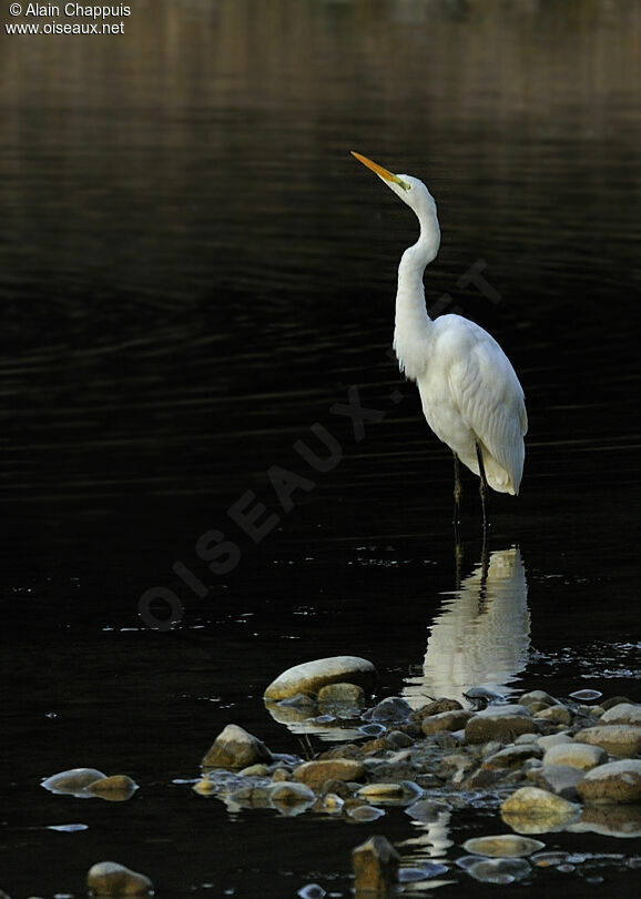 Great Egretadult, identification, Behaviour