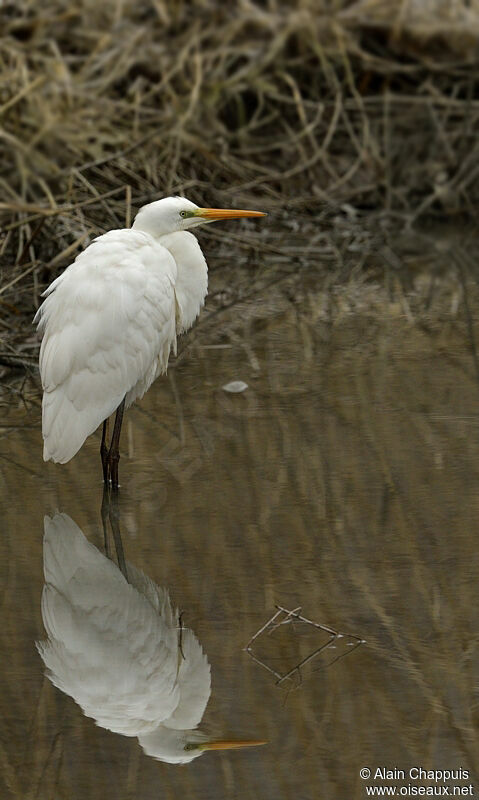 Great Egretadult, identification, Behaviour
