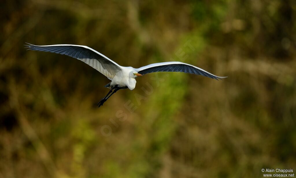 Great Egretadult, identification, Flight, Behaviour