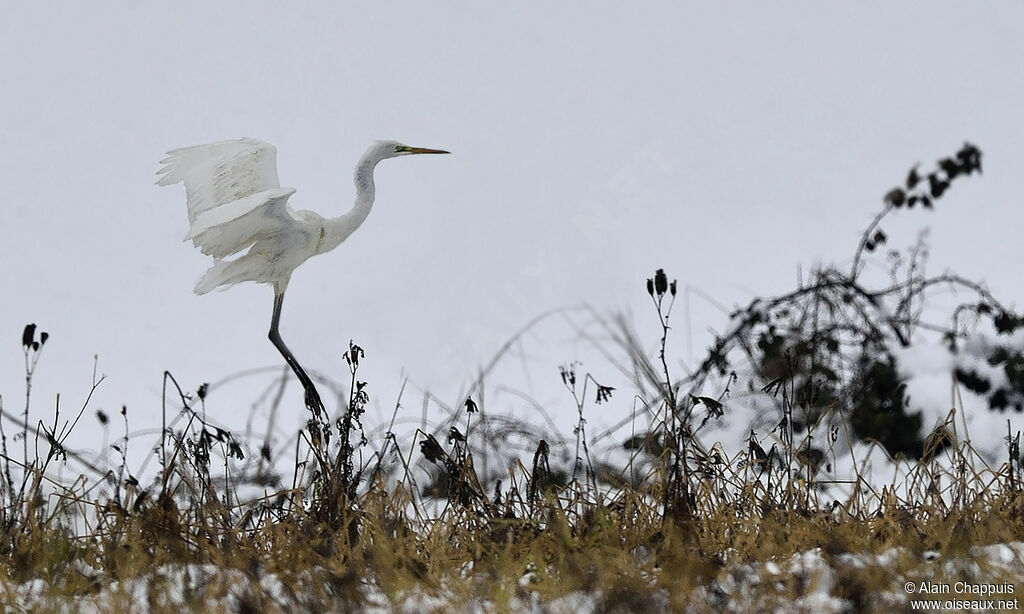 Great Egretadult, identification, Flight, Behaviour