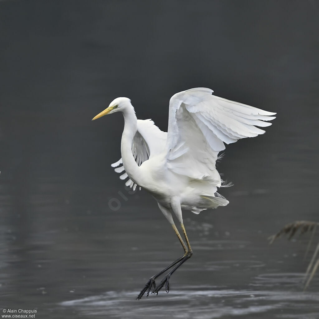 Great Egretadult, identification, Flight, fishing/hunting