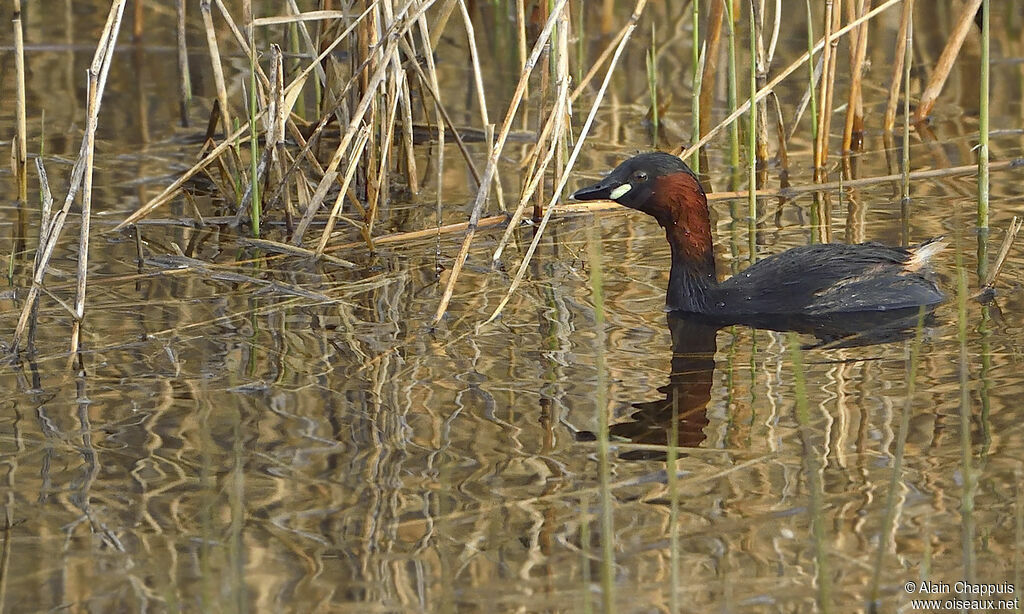 Grèbe castagneuxadulte, identification, Comportement