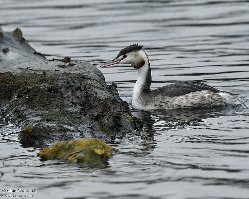 Great Crested Grebeadult post breeding, identification, feeding habits, Behaviour