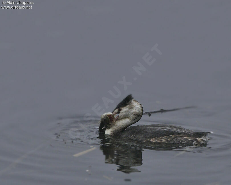 Great Crested Grebeadult post breeding, identification, feeding habits, Behaviour