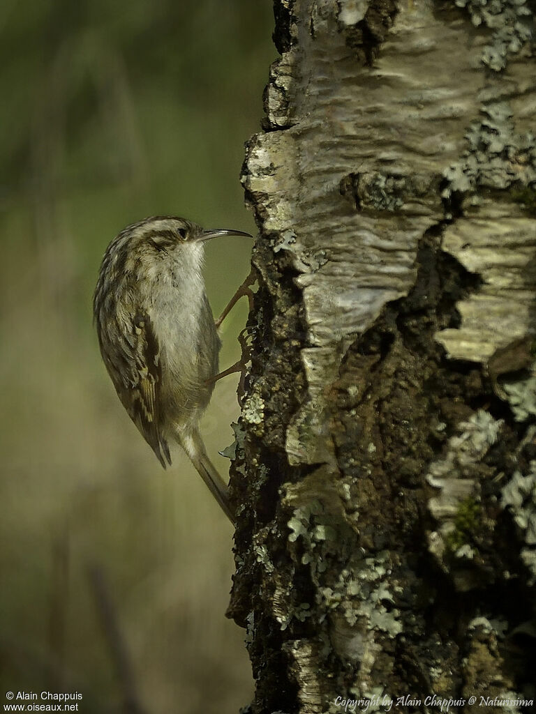 Short-toed Treecreeperadult, identification, close-up portrait, habitat, eats