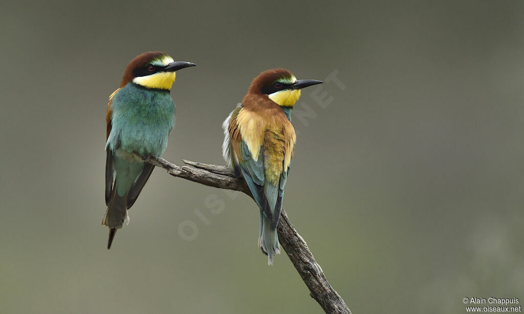 European Bee-eateradult breeding, courting display