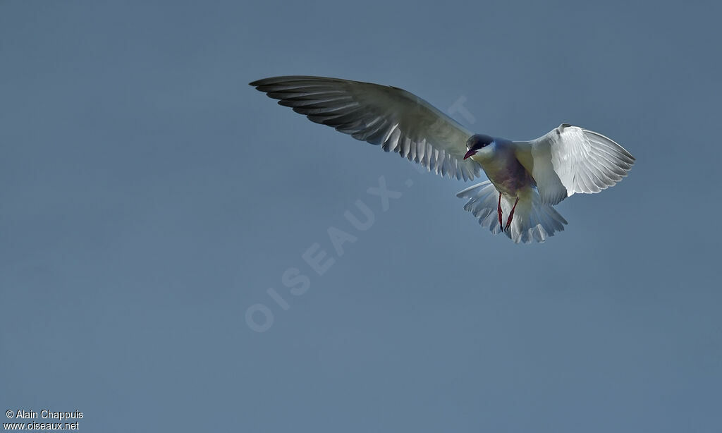 Whiskered Ternadult, identification, Flight, fishing/hunting