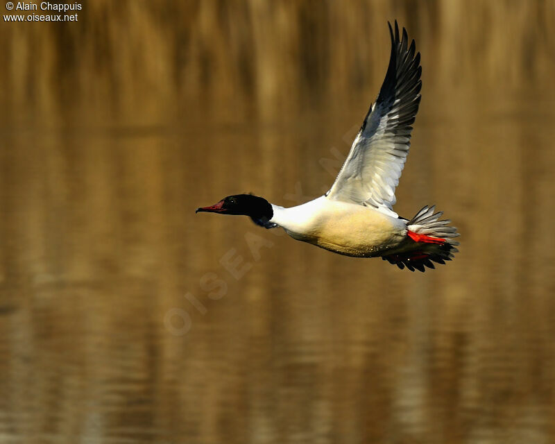 Common Merganser male adult breeding, identification, Flight, Behaviour