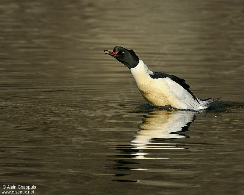 Common Merganser male adult breeding, identification, Behaviour