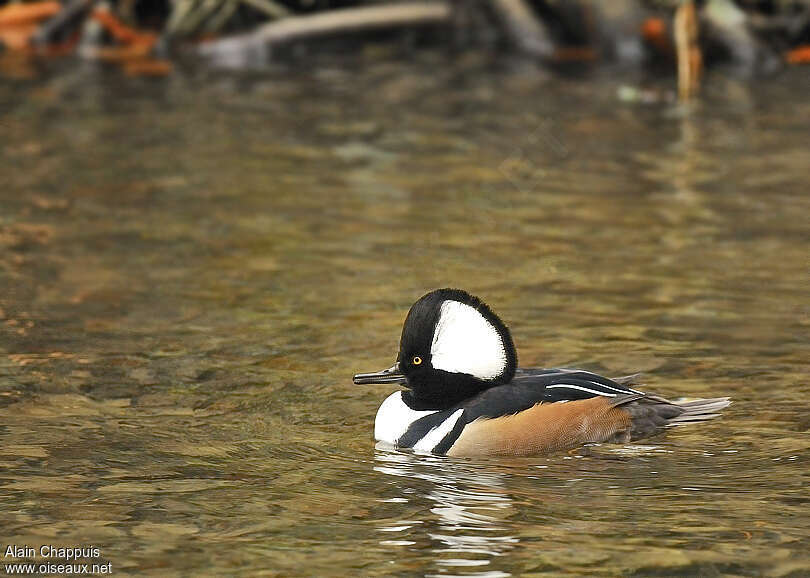 Hooded Merganser male adult, swimming