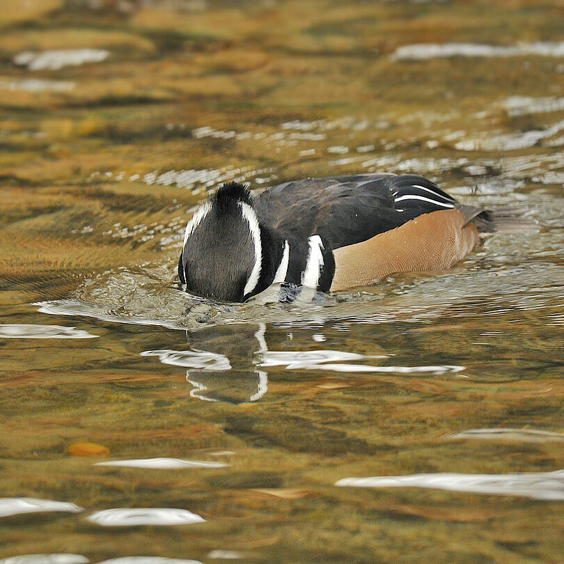 Hooded Merganser