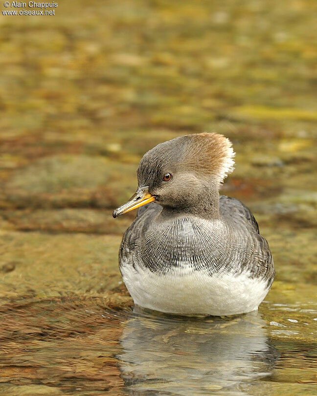 Hooded Merganser female adult, identification, Behaviour