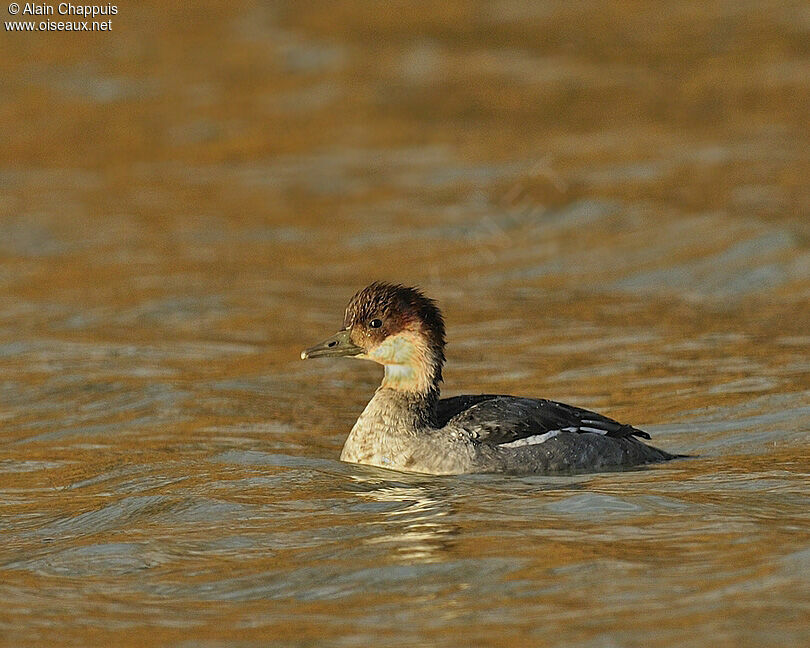 Smew female adult, identification, Behaviour