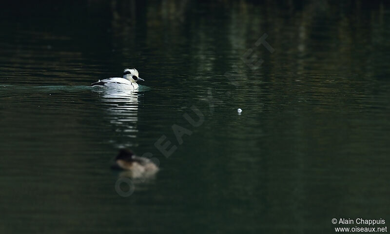 Smew male adult, identification, Behaviour