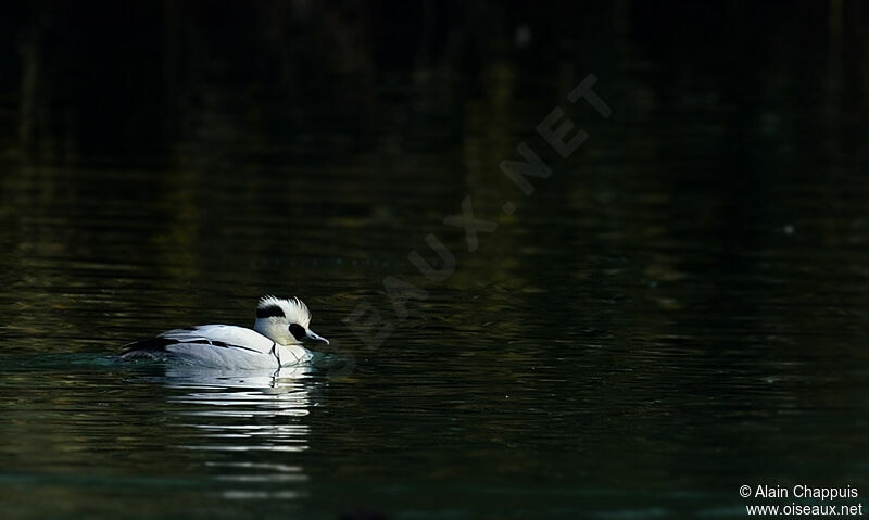 Smew male adult, identification, Behaviour