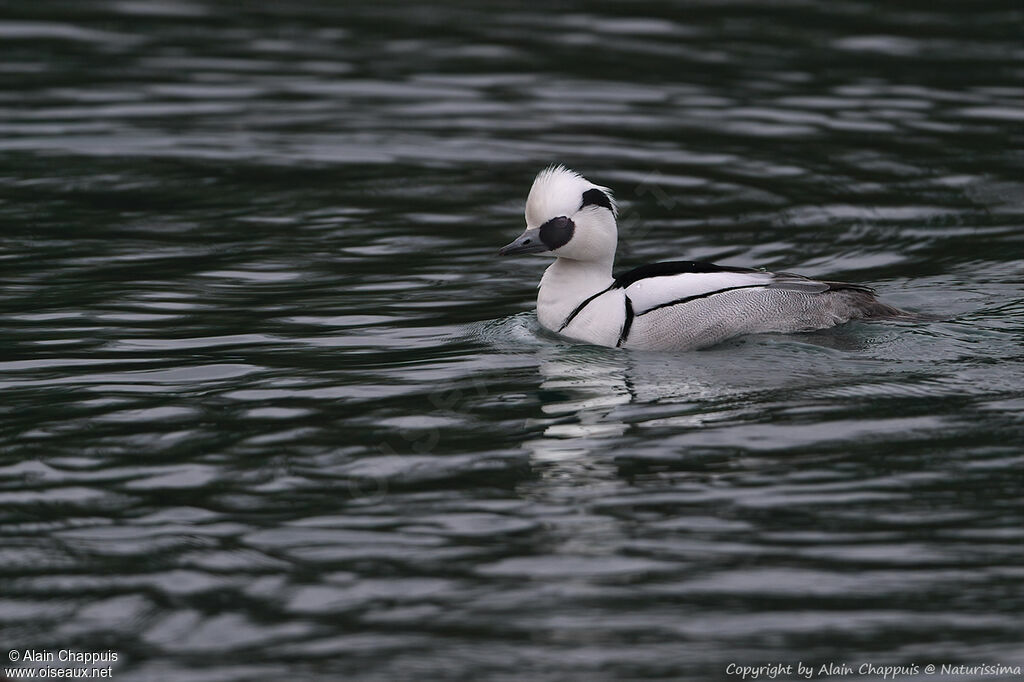Smew