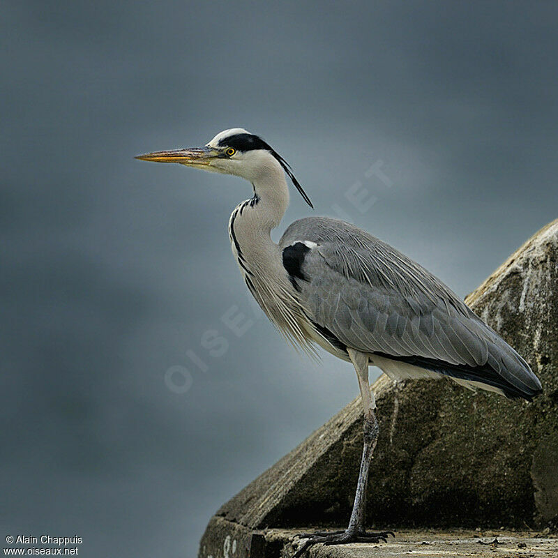 Grey Heronadult, identification, Behaviour