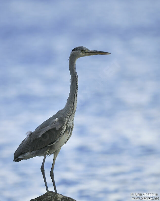 Grey Heronadult, identification, Behaviour