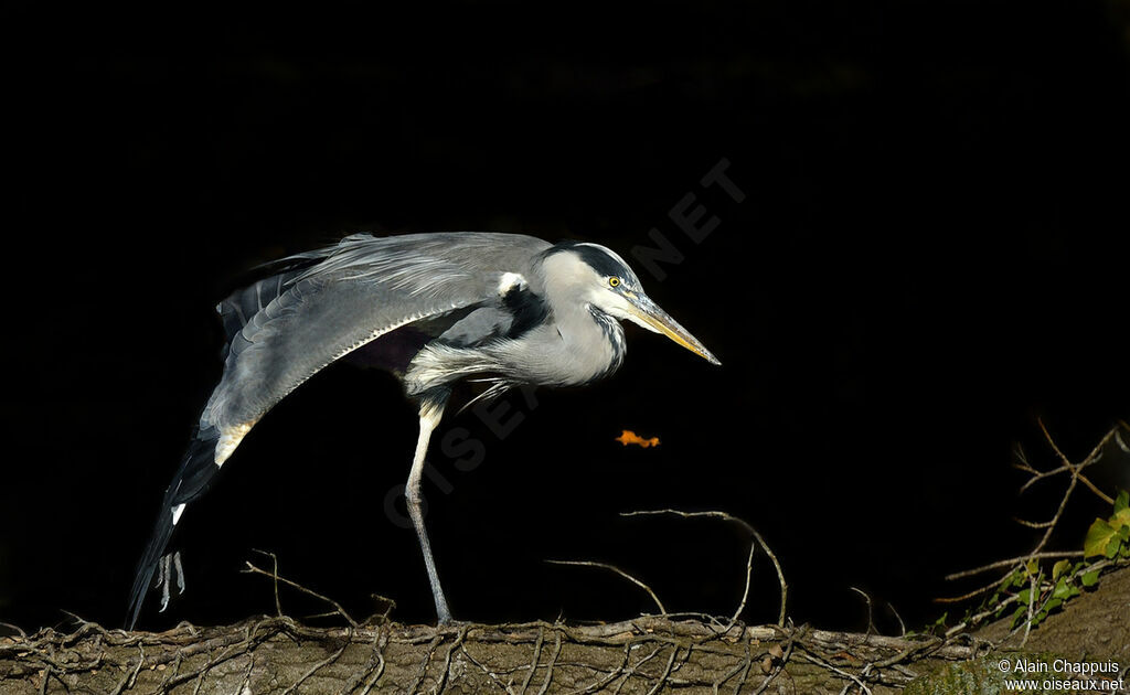 Grey Heronadult, identification, Behaviour