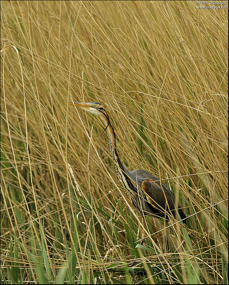 Purple Heronadult breeding, identification, Behaviour
