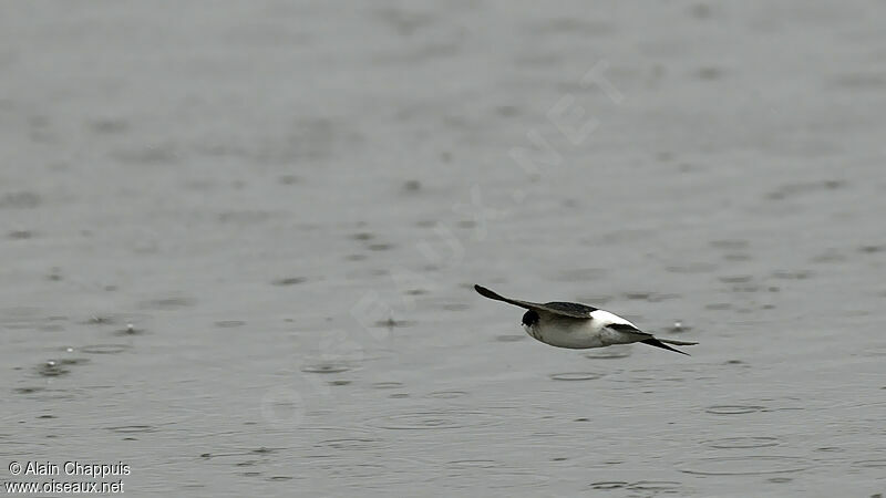 Western House Martinadult, identification, Flight, Behaviour
