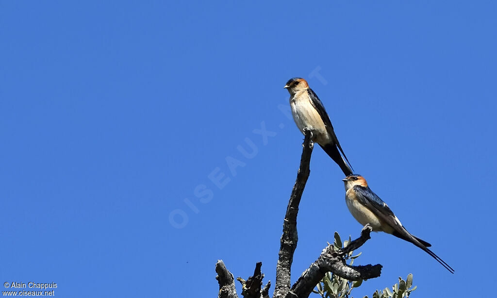 European Red-rumped Swallowadult breeding, song