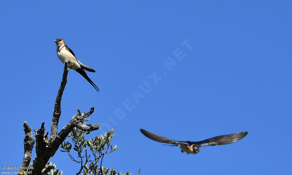 European Red-rumped Swallowadult breeding, courting display