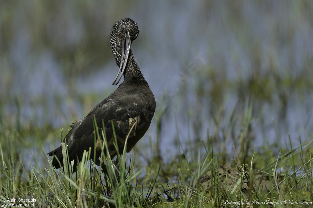 Glossy Ibisadult, identification, close-up portrait, habitat, care