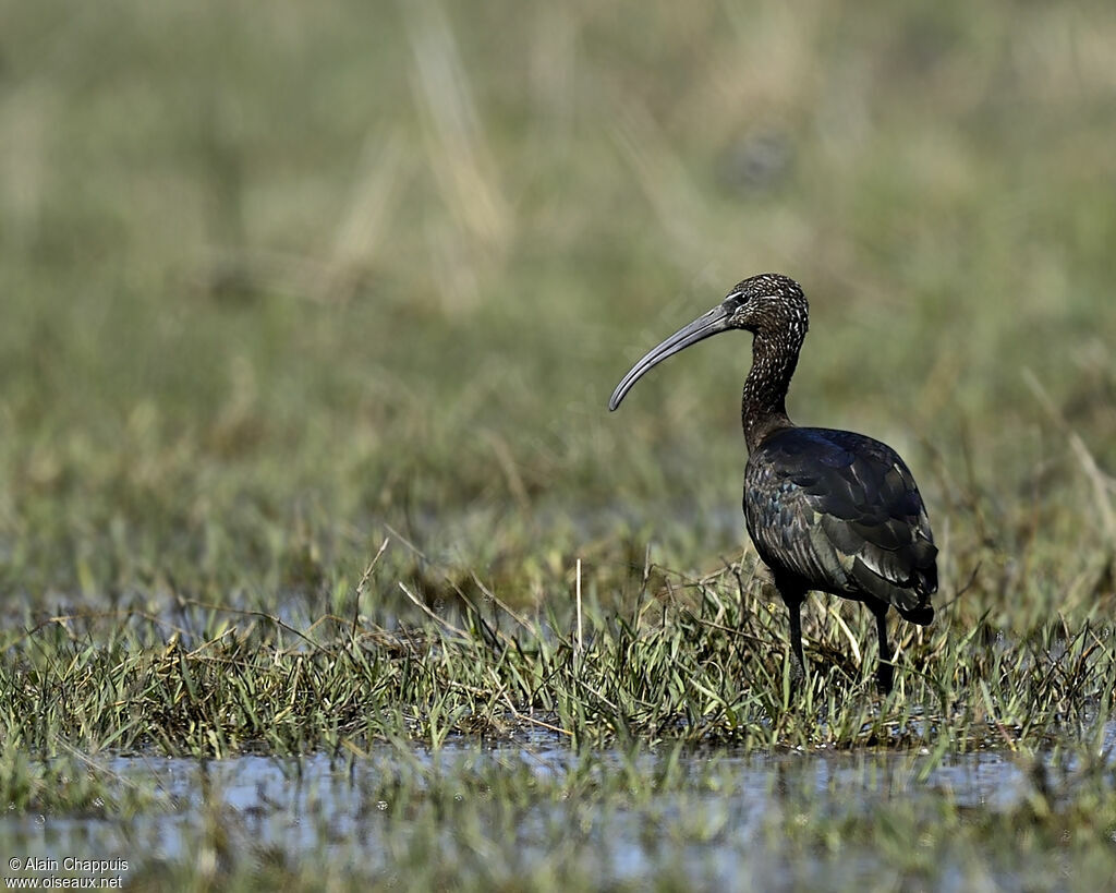 Glossy Ibisadult, identification, Behaviour