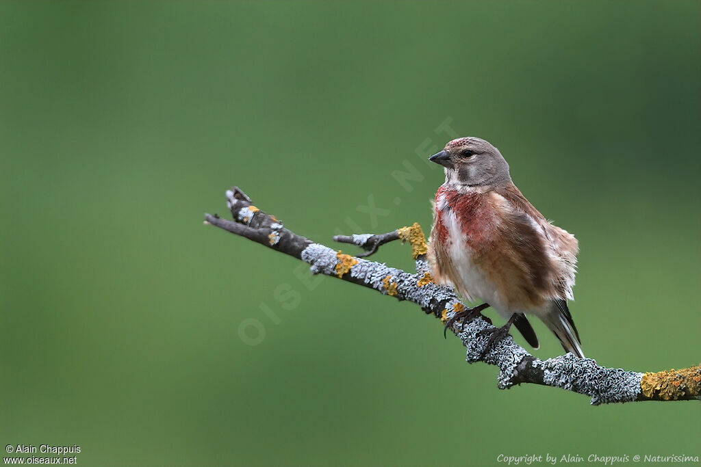 Common Linnet male adult breeding
