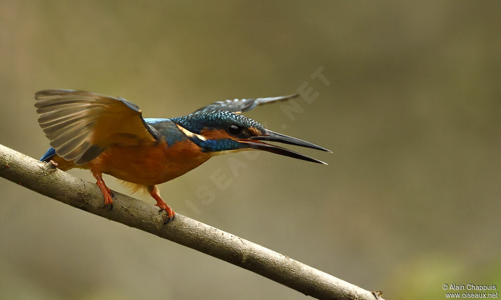 Martin-pêcheur d'Europeadulte, identification, Comportement