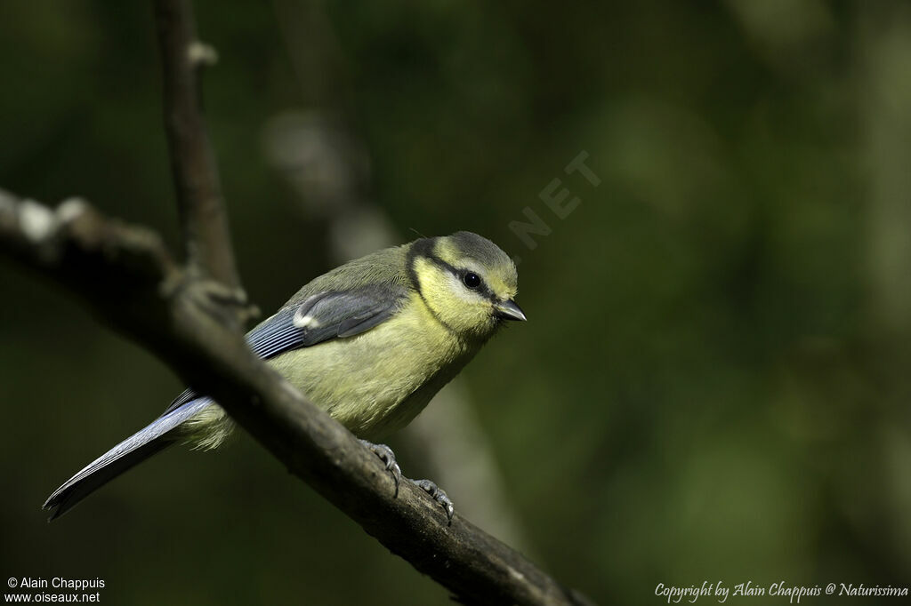 Eurasian Blue Titjuvenile, identification, close-up portrait
