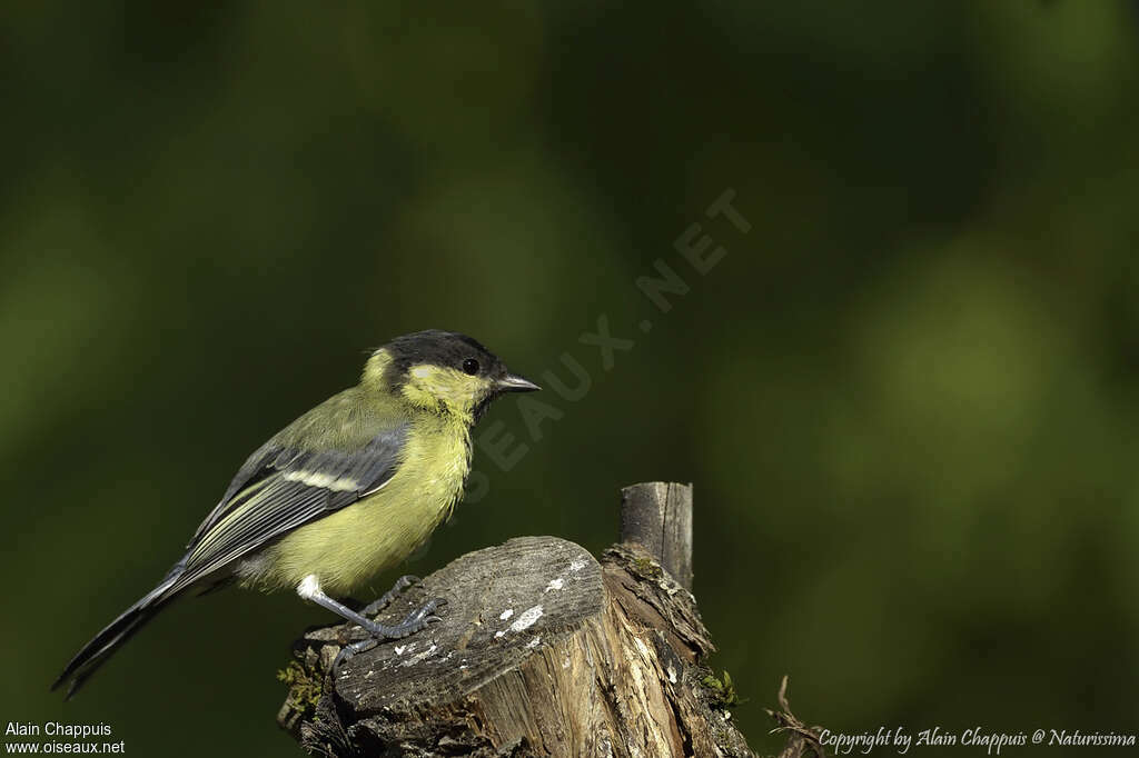 Great Titjuvenile, identification