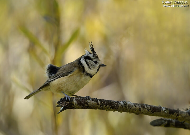Mésange huppéeadulte, identification, Comportement