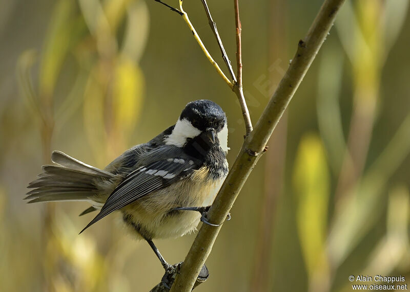 Coal Titadult, identification, Behaviour