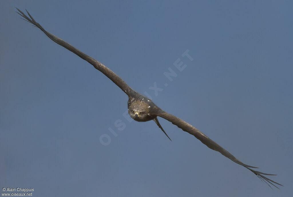 Black Kiteadult, Flight