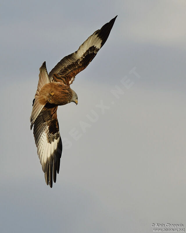 Red Kiteadult, identification, Flight, Behaviour