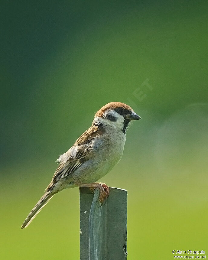 Eurasian Tree Sparrowadult, identification, Behaviour