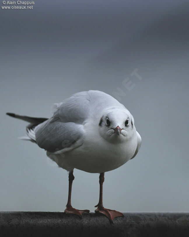Mouette rieuseadulte internuptial, identification, Comportement