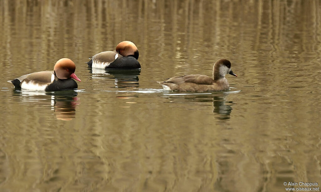 Nette rousse adulte, identification, Comportement