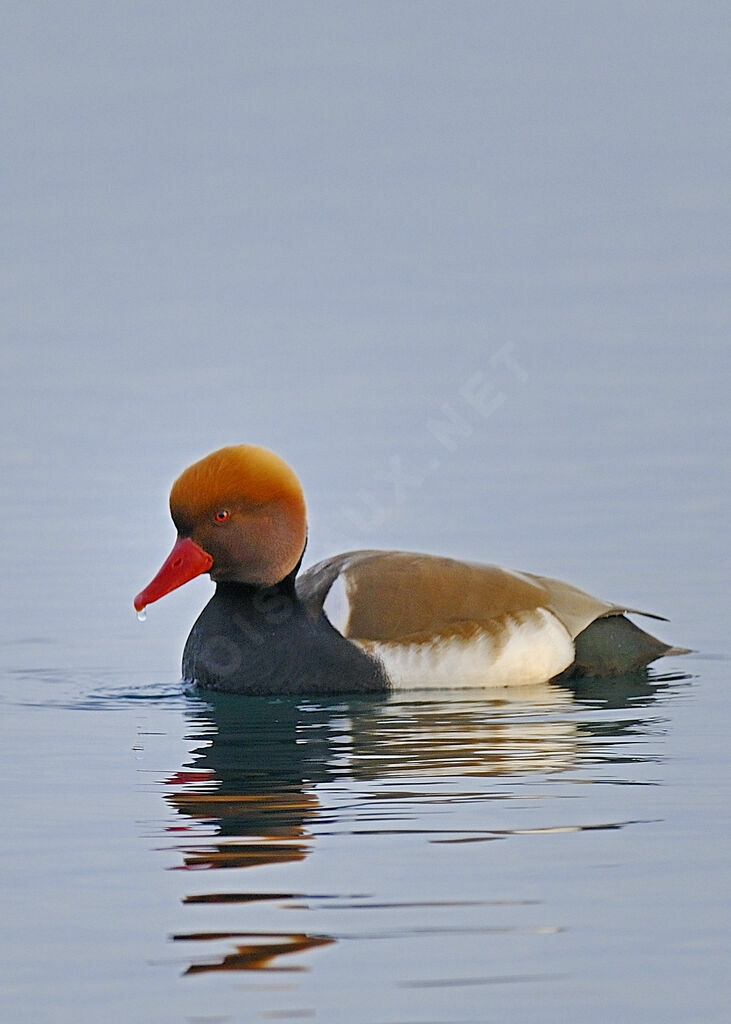 Nette rousse mâle adulte nuptial, identification, Comportement