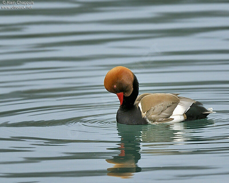 Nette rousse mâle adulte, identification, Comportement